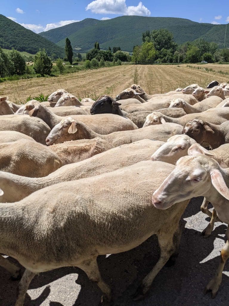 Pecore caseificio agricolo