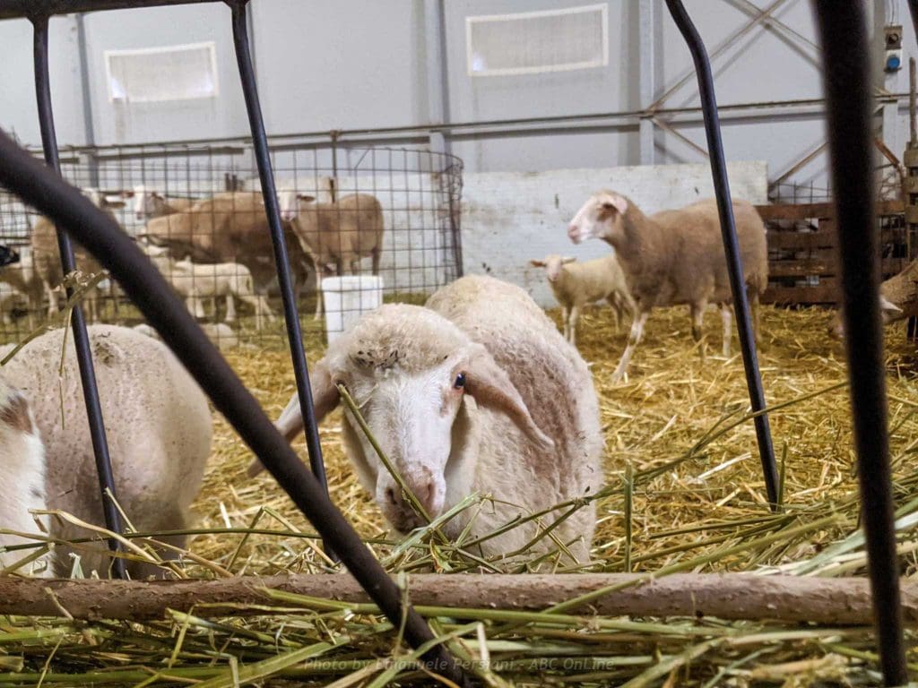 pecore agnelli azienda agricola caseificio