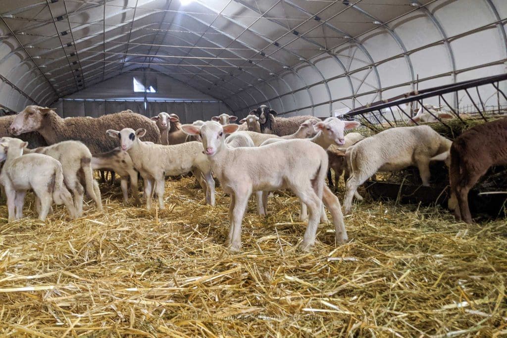 agnelli e pecore azienda agricola